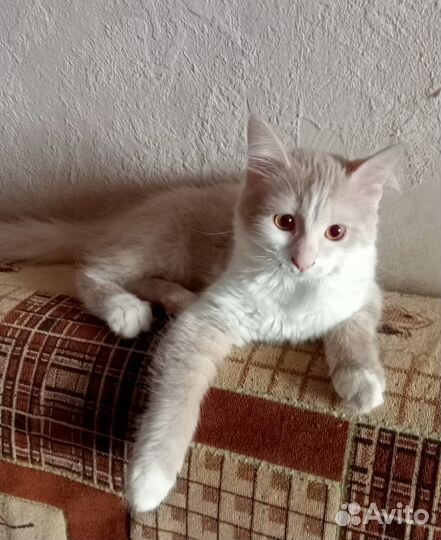 Котенок ищет дом