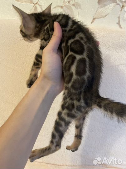 Бенгальская котята москва