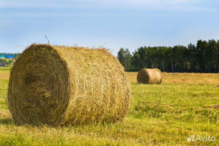 Сено в рулонах 2023