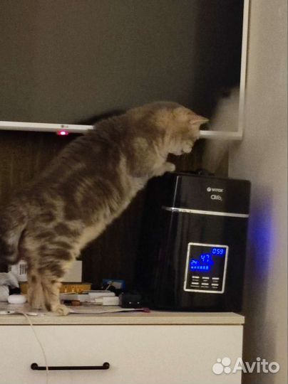 Британский котик
