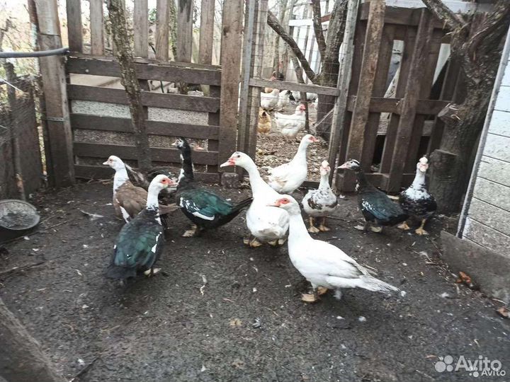 Индоутка мускусная утка