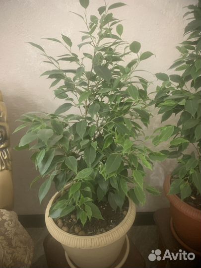 Бенджамина