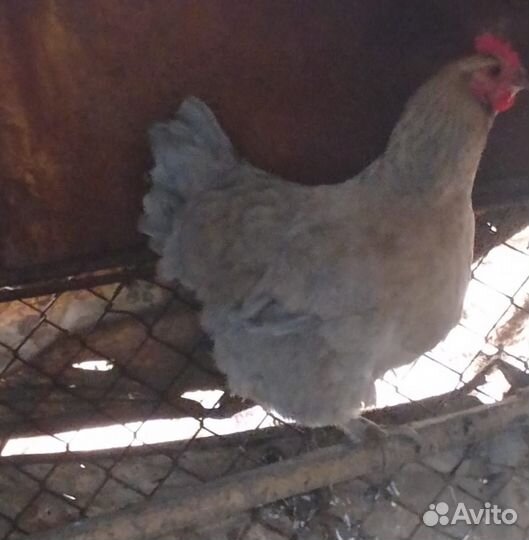 Яйцо куриное, индюшиное инкубационное