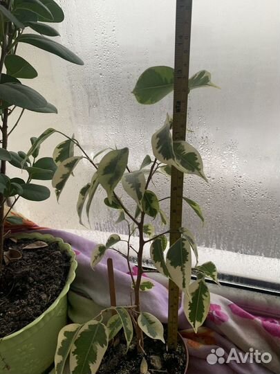 Фикус вариегатный