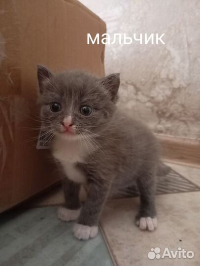 Беспородные котята