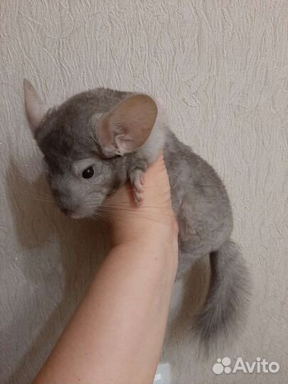 Шиншилла