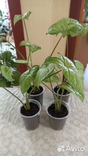 Комнатные растения сингониум