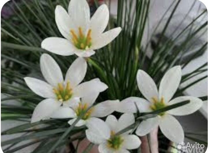 Зефирантес выскочка