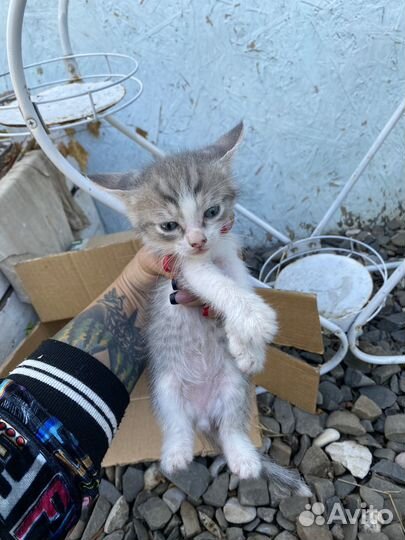 Кошки в добрые руки бесплатно