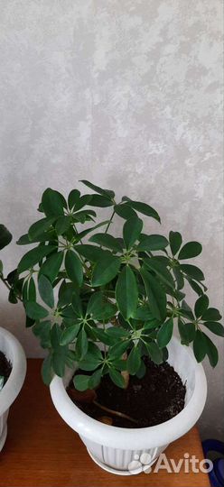 Замиокулькас