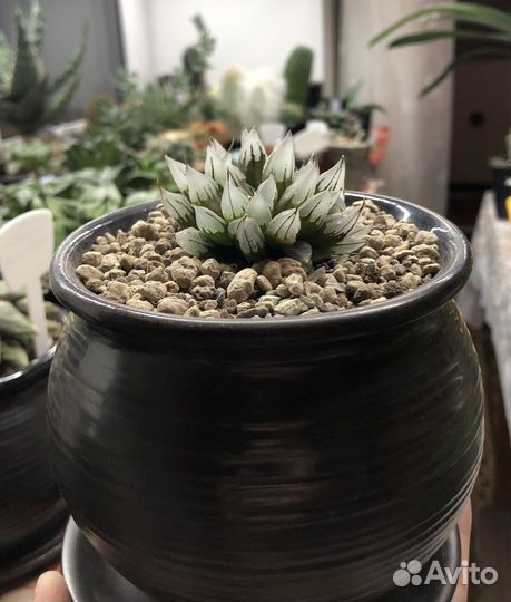 Haworthia мутант давида. Давиди мутант