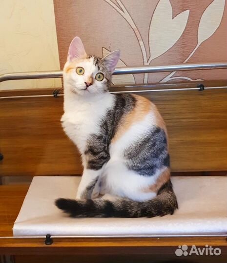 Кошечка Ляля в добрые руки