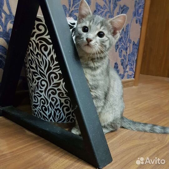 Кошка в дар