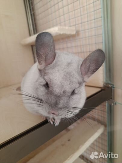 Клетка для шиншиллы и шиншилла