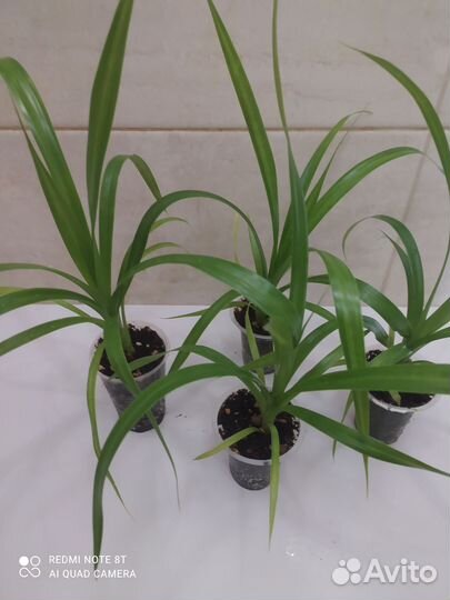 Пальма панданус