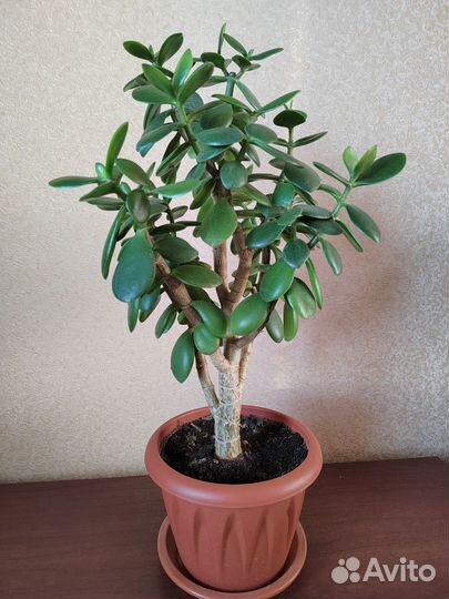 Денежное дерево красула толстянка