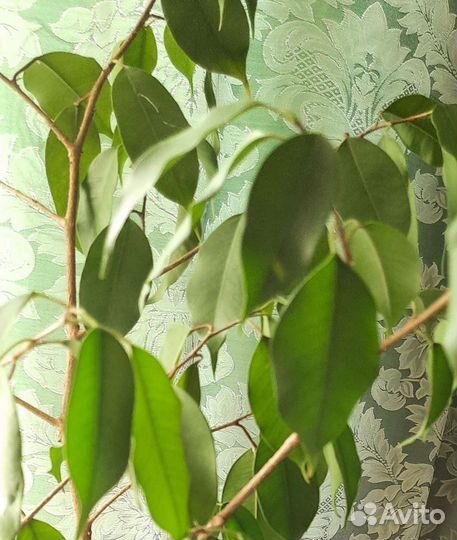 Фикус бенджамина большой