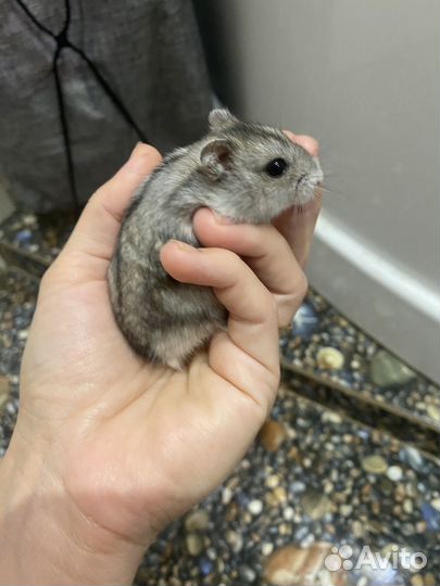 Джунгарский хомяк