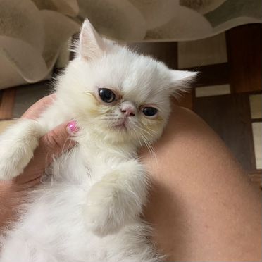 Экзотический короткошёрстный котёнок