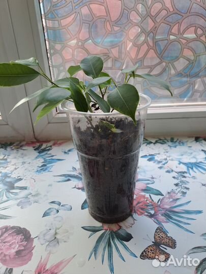 Фикус бенджамина пестролистный