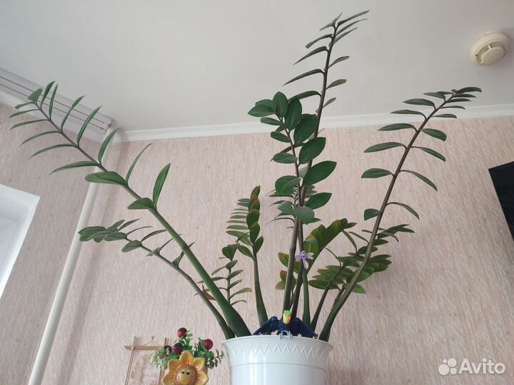 Замиокулькас бесплатно