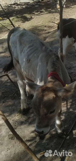 Бычок и тёлочка