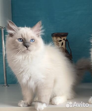 Сибирский Невский маскарадный котёнок