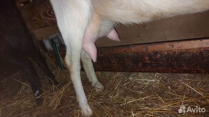 Коза козлята