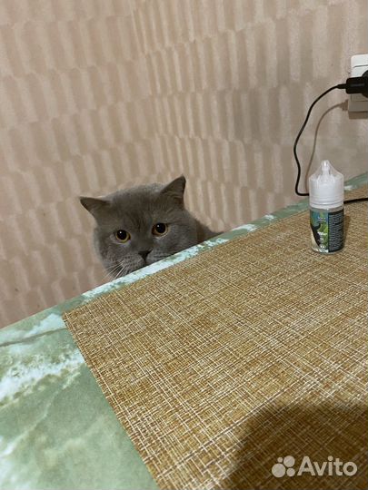 Отдам кота в добрые руки