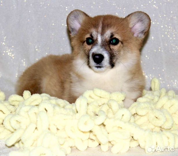 Вельш-корги пемброк