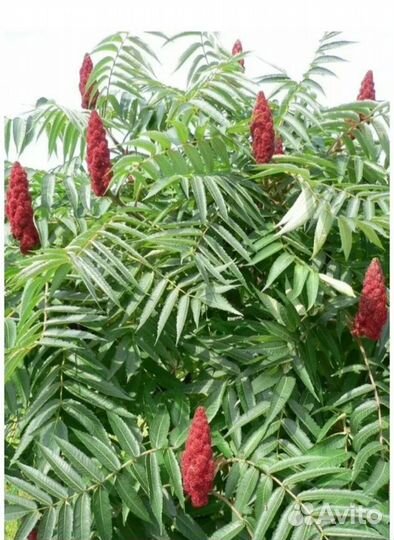 Саженцы Сумах и барвинок