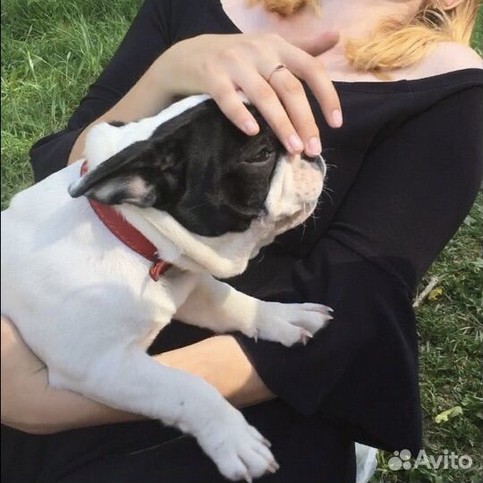 Зооняня, котоняня, кэтситтер