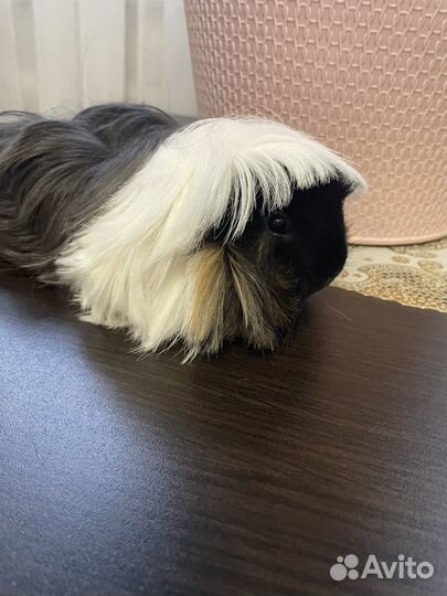 Морские свинки