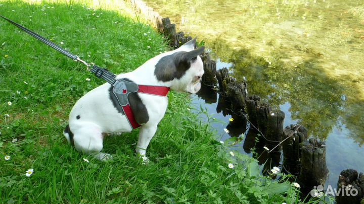 Cortina суперпрочная шлейка faloria, винный