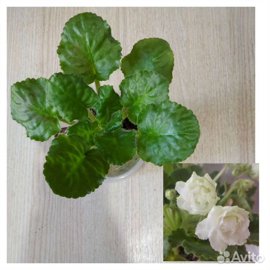 Взрослые фиалки