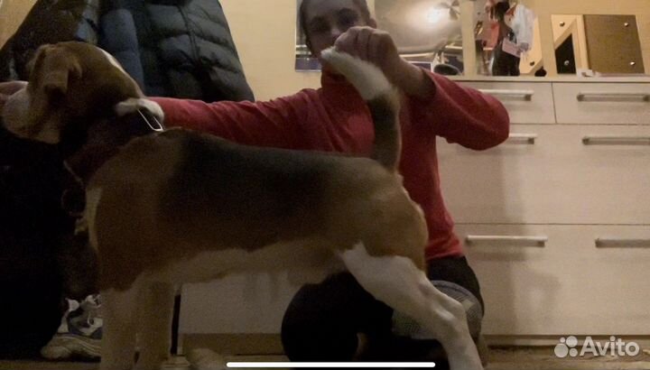 Дрессировка щенков, хэндлинг, передержка