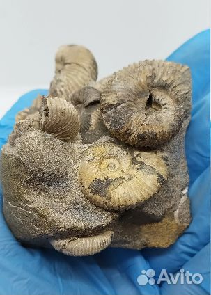 Окаменелости аммониты