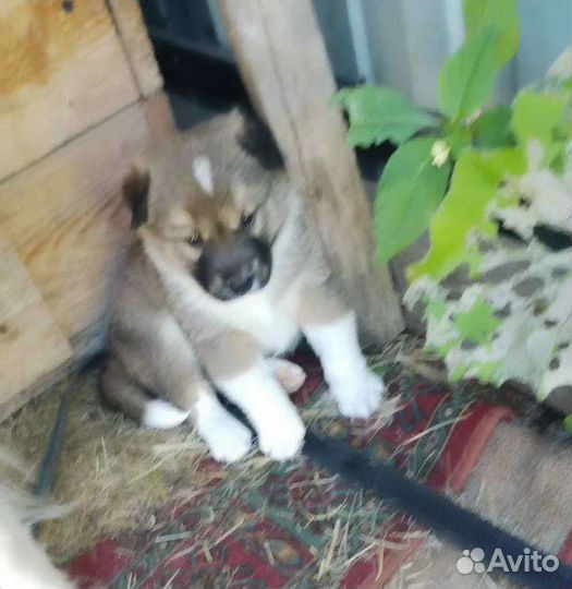 Отдам щенка в добрые руки