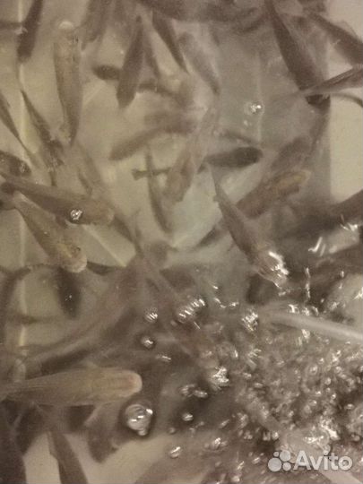 Живец карась