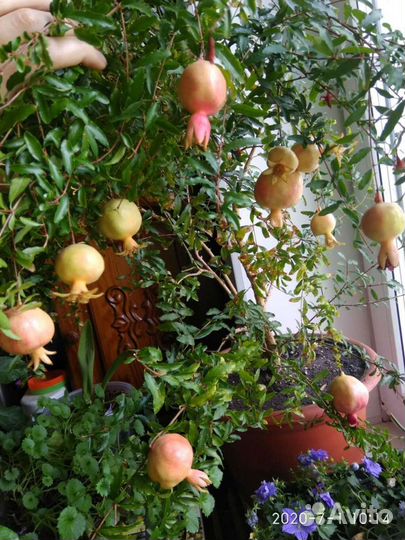 Гранат комнатный