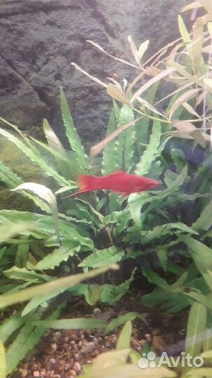 Криптокорина вендта