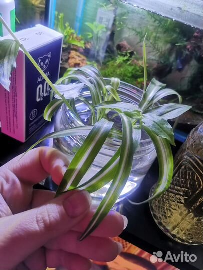 Хлорофитум кудрявый