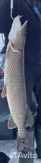 Сиг Щука, Хариус- рыба свежая