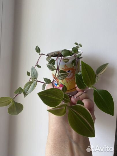 Цветы комнатные 120