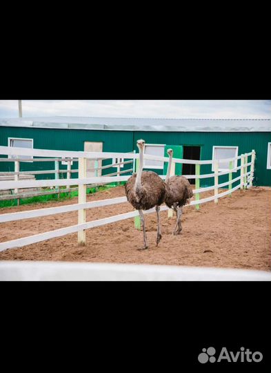 Тур Страусиная ферма и Таратау