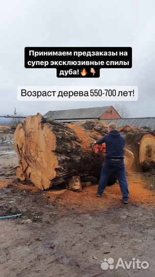 Спилы карагача, дуба, шелковицы в наличии