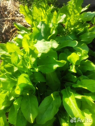 Щавель свежий