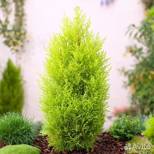 Туя западная Даника в горшке Р9
