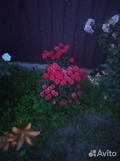 Гортензия крупнолистная саженцы