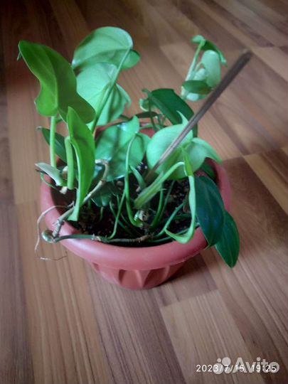 Филодендрон и калла белая корневищная